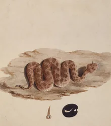 Cerastes: Number One (Snake) (wc na papíře)